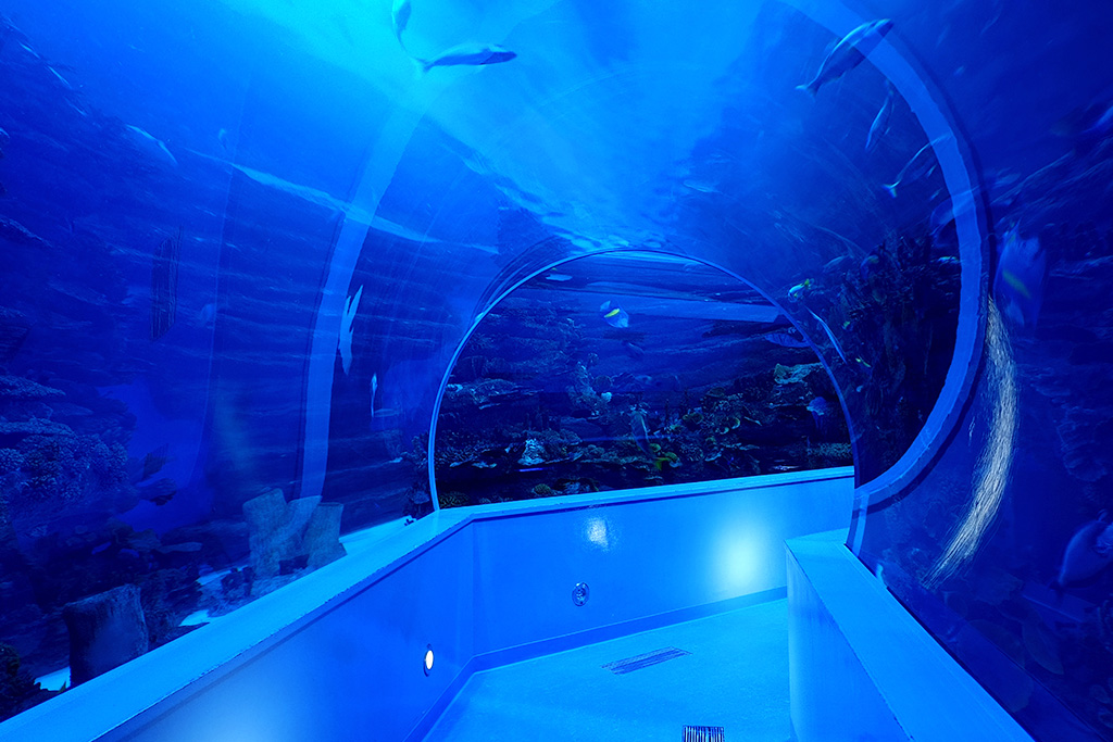 Go Under the Sea at the Sharjah Aquarium